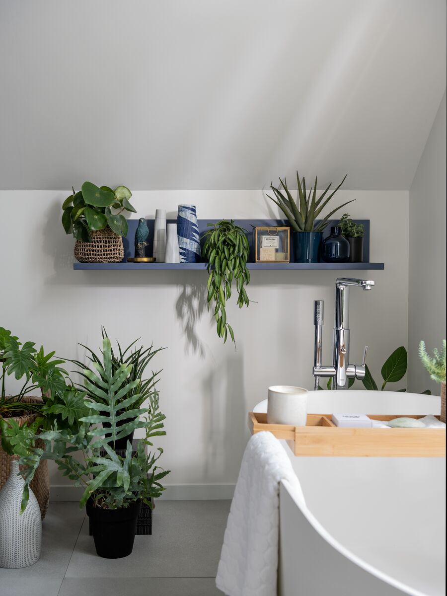 Plantes succulentes dans la salle de bains