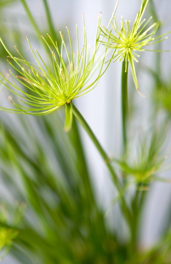 Les vertus purifiantes de la plante offre un coup de fraîcheur à votre intérieur.