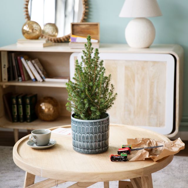 Árbol de Navidad pequeño plantado en maceta de Colvin.
