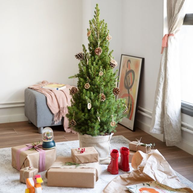 Árbol de Navidad plantado en maceta.